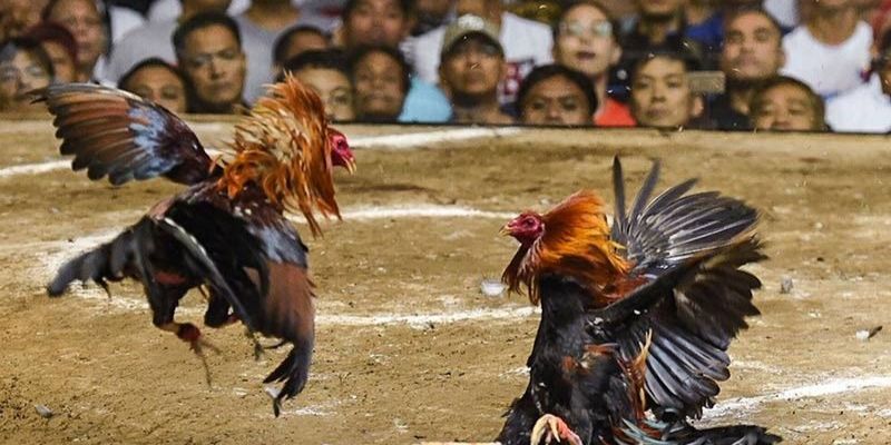Những hình thức chọi kê kịch tính được ưa chuộng nhất hiện nay